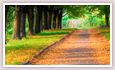 The Path to the Wedding Day
